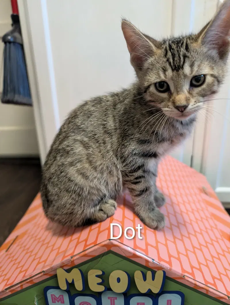 Dot, photo 4