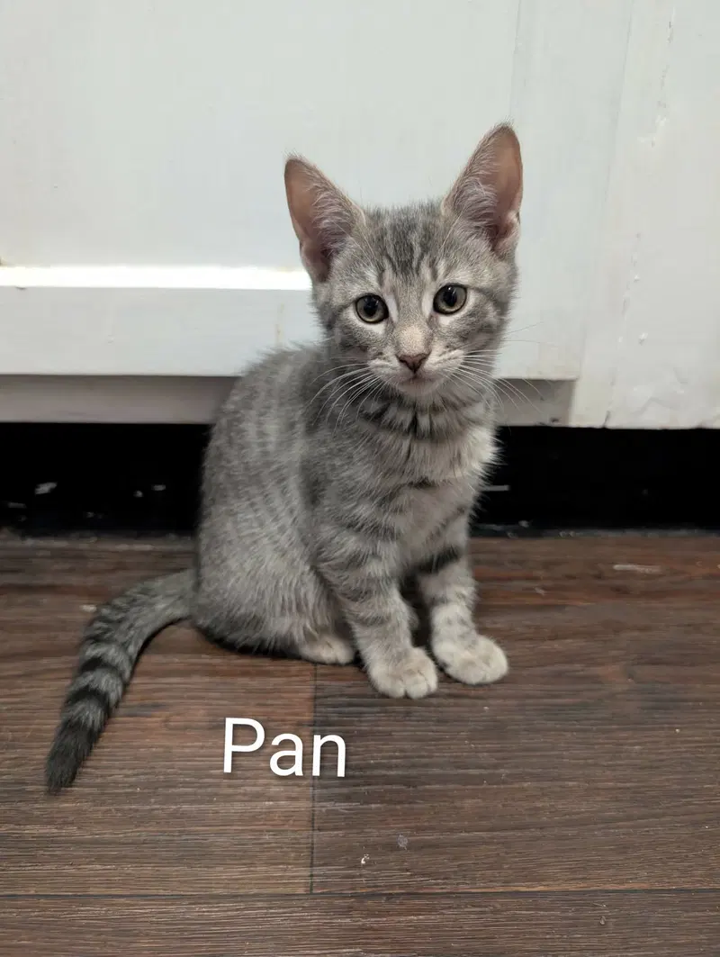 Pan, photo 4