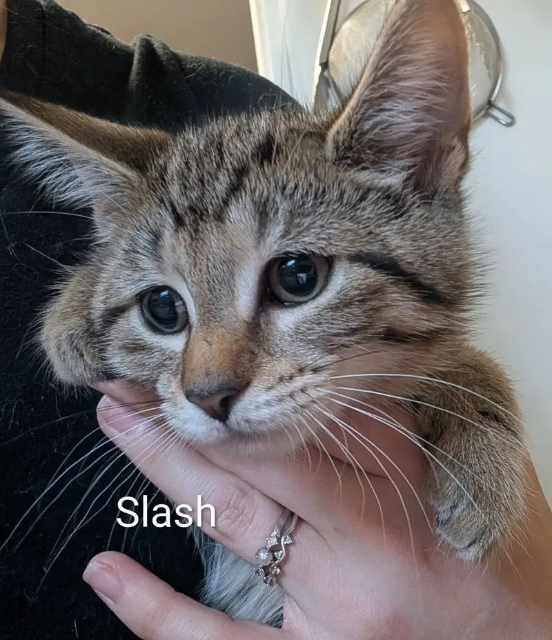 Slash, a female Tabby kitten up for adoption