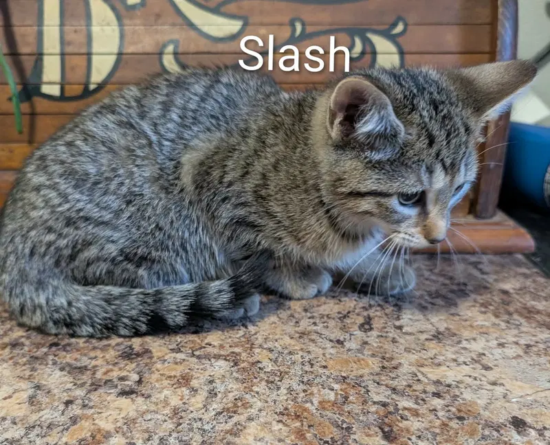 Slash, photo 2