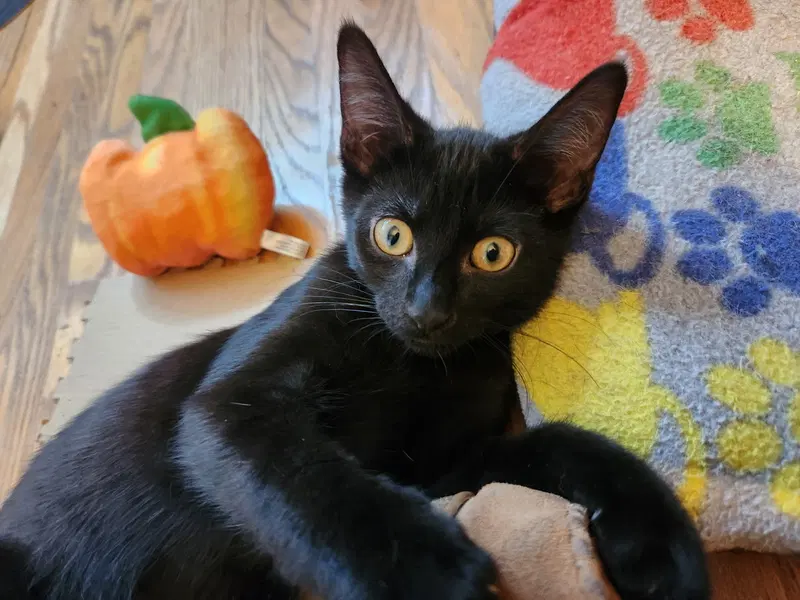 Betel, a male kitten up for adoption