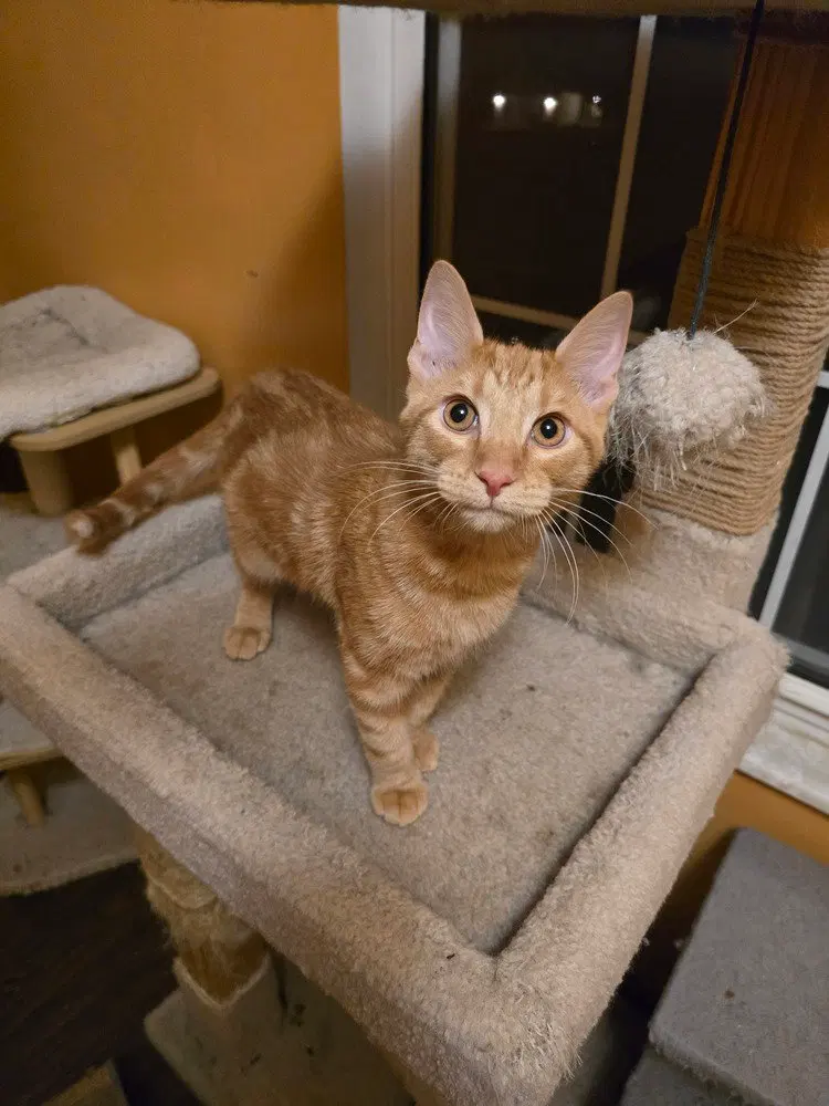 David, a male kitten up for adoption