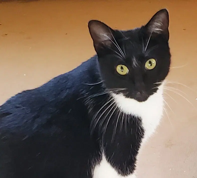 Grace, an adult female cat up for adoption