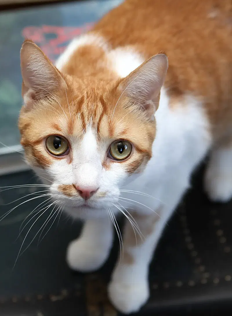 Jack, an adult male cat up for adoption