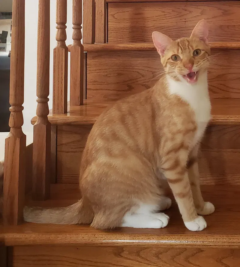 Jasper, an adult male cat up for adoption