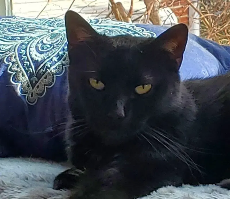 Keoto, an adult male cat up for adoption