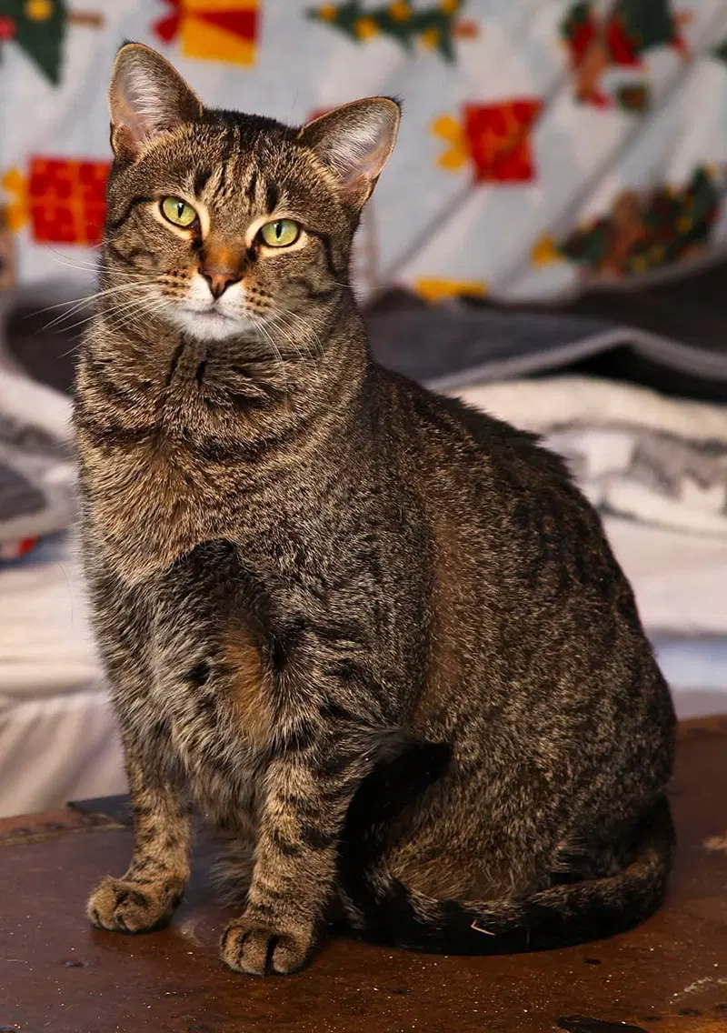 Roo, an adult female cat up for adoption