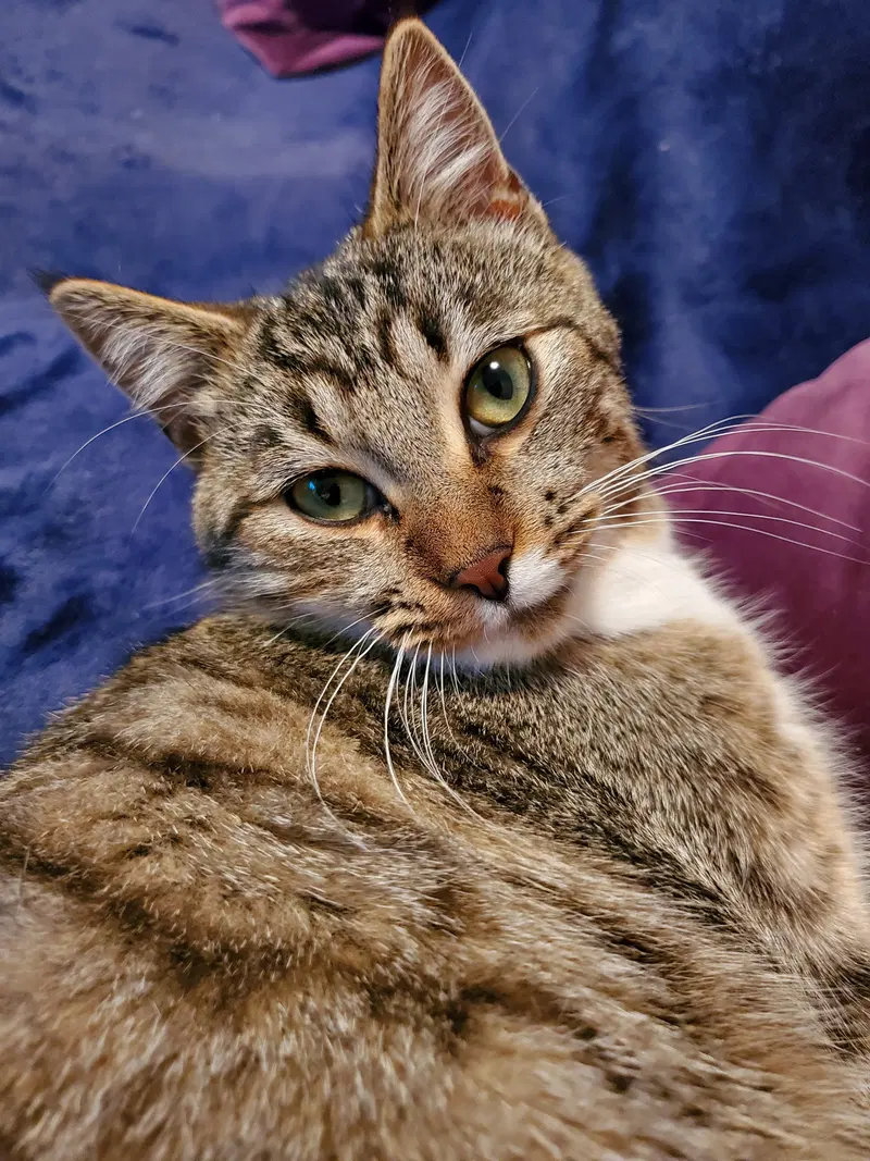 Max, an adult male cat up for adoption