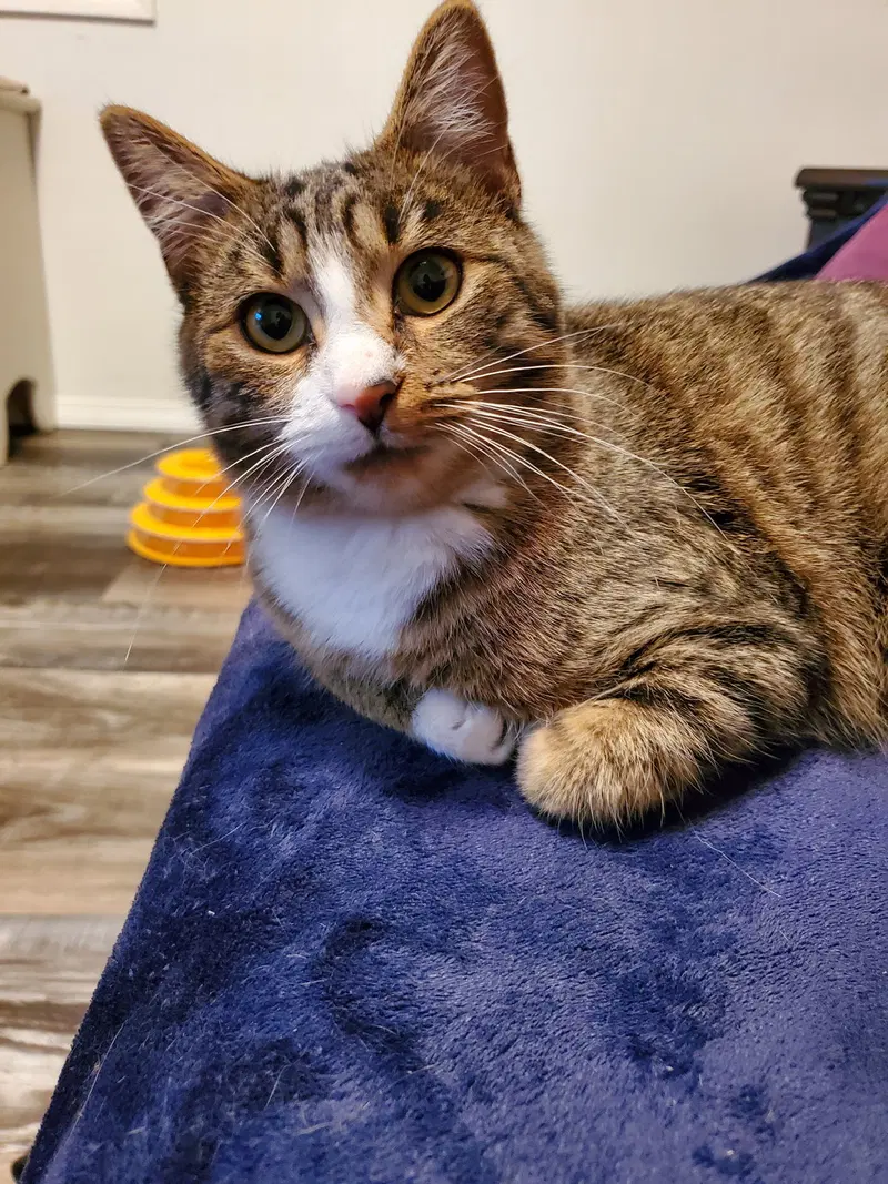Milo, an adult male cat up for adoption