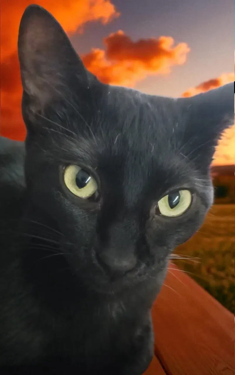 Maya, an adult female cat up for adoption