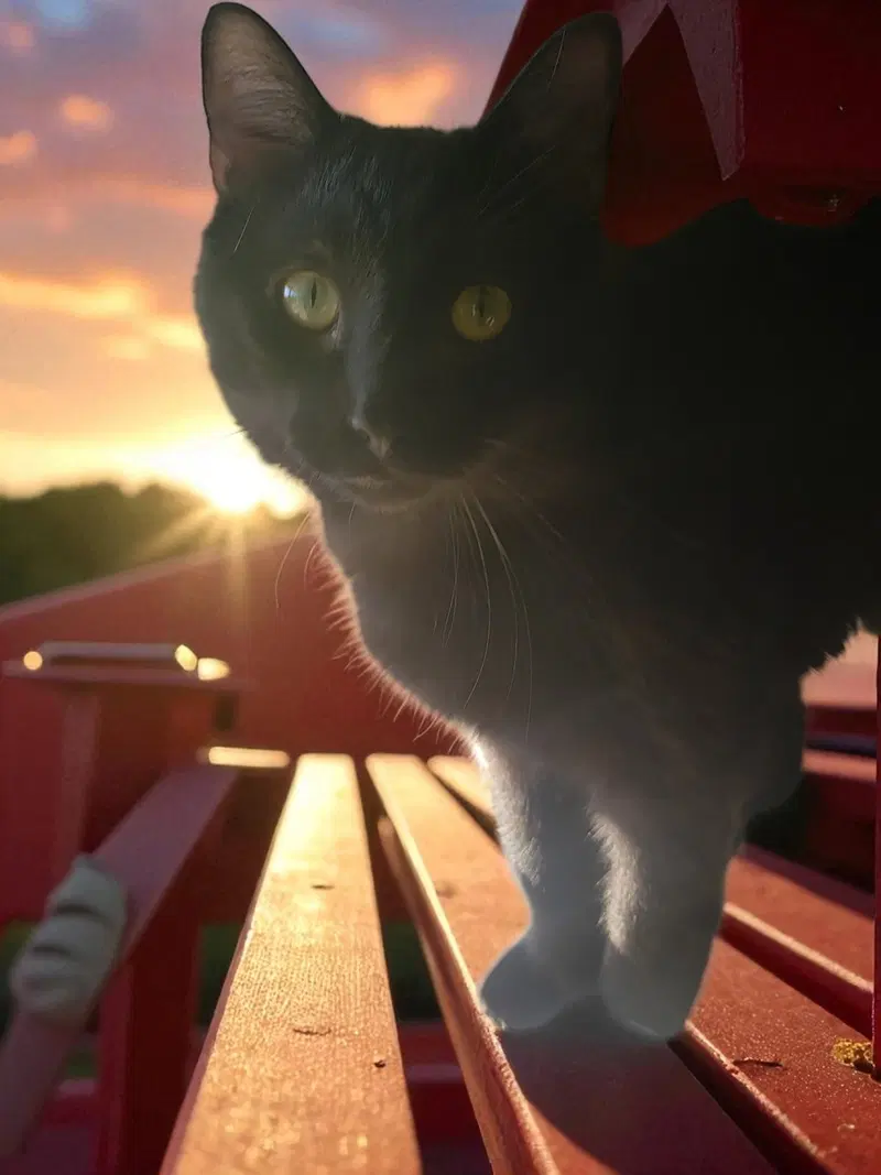 Midnight, an adult male cat up for adoption