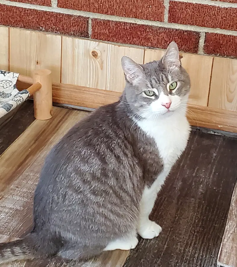 Monte, an adult male cat up for adoption