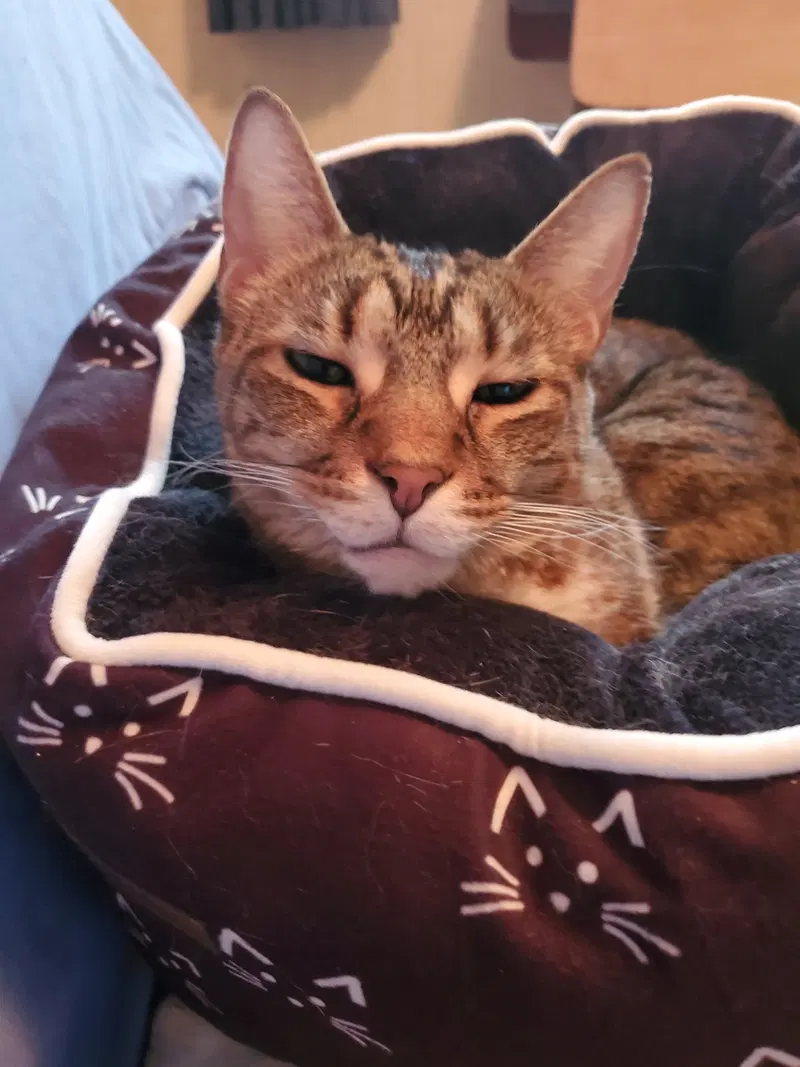 Nemo, an adult male cat up for adoption