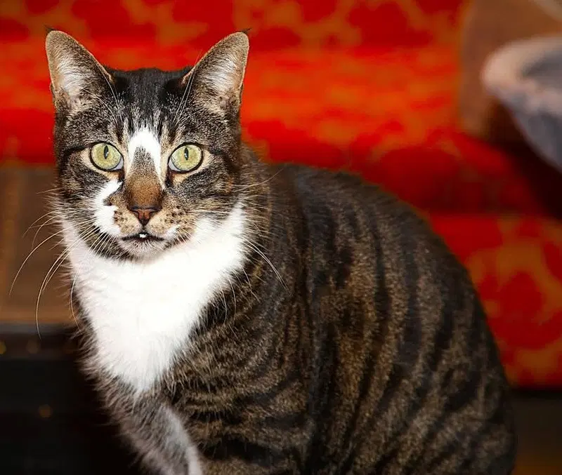Northstar, an adult male cat up for adoption