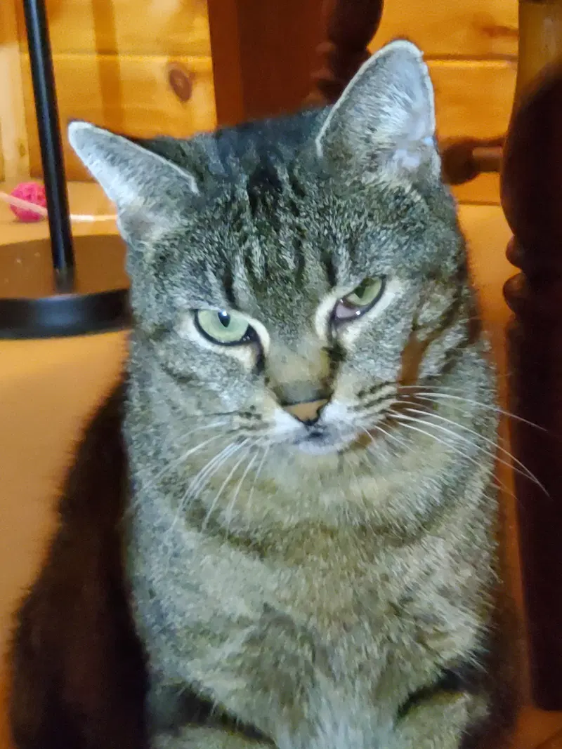 Olive, an adult female cat up for adoption