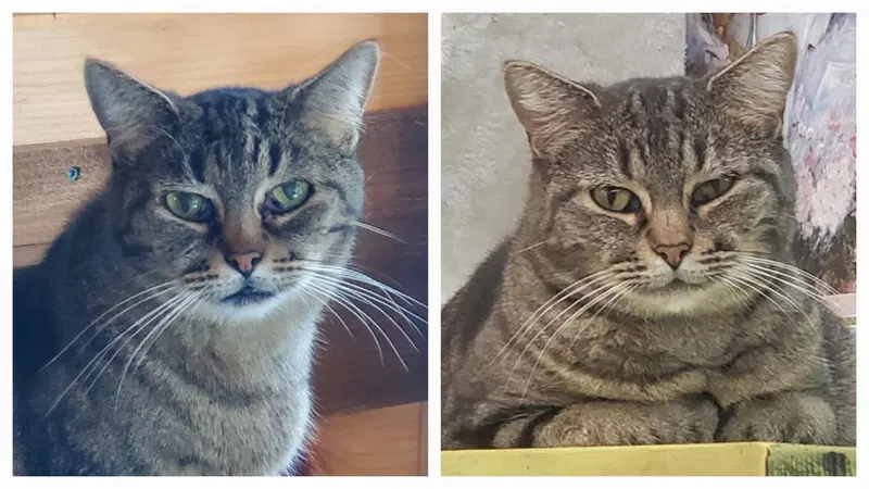 Pickle, an adult female cat up for adoption