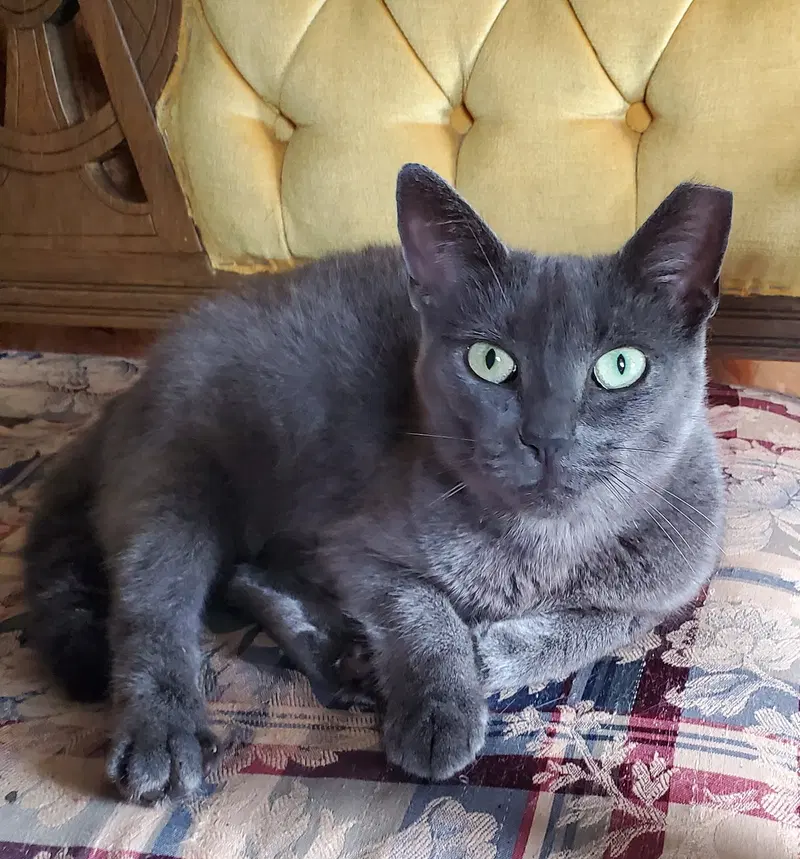Opal, an adult female cat up for adoption