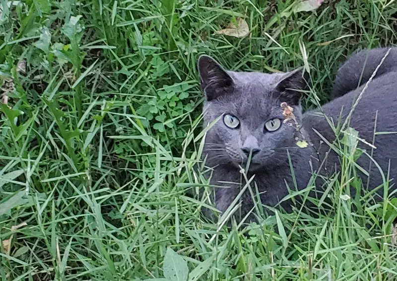 Opal, photo 4