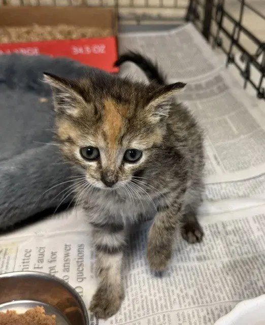 Norah, a young female cat up for adoption