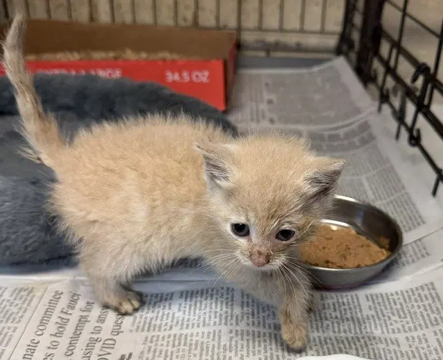 Spike, a young male cat up for adoption