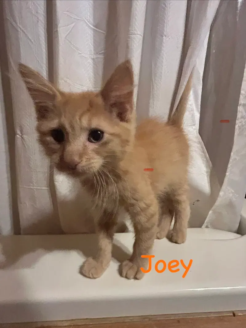 Joey, a male kitten up for adoption