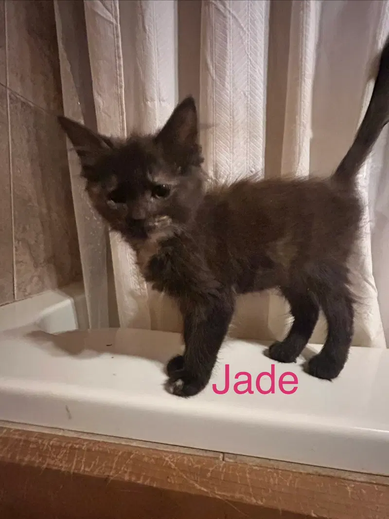 Jade, a female cat up for adoption