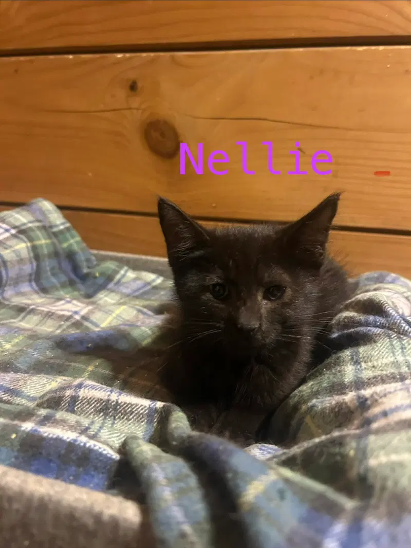 Nellie, a female cat up for adoption