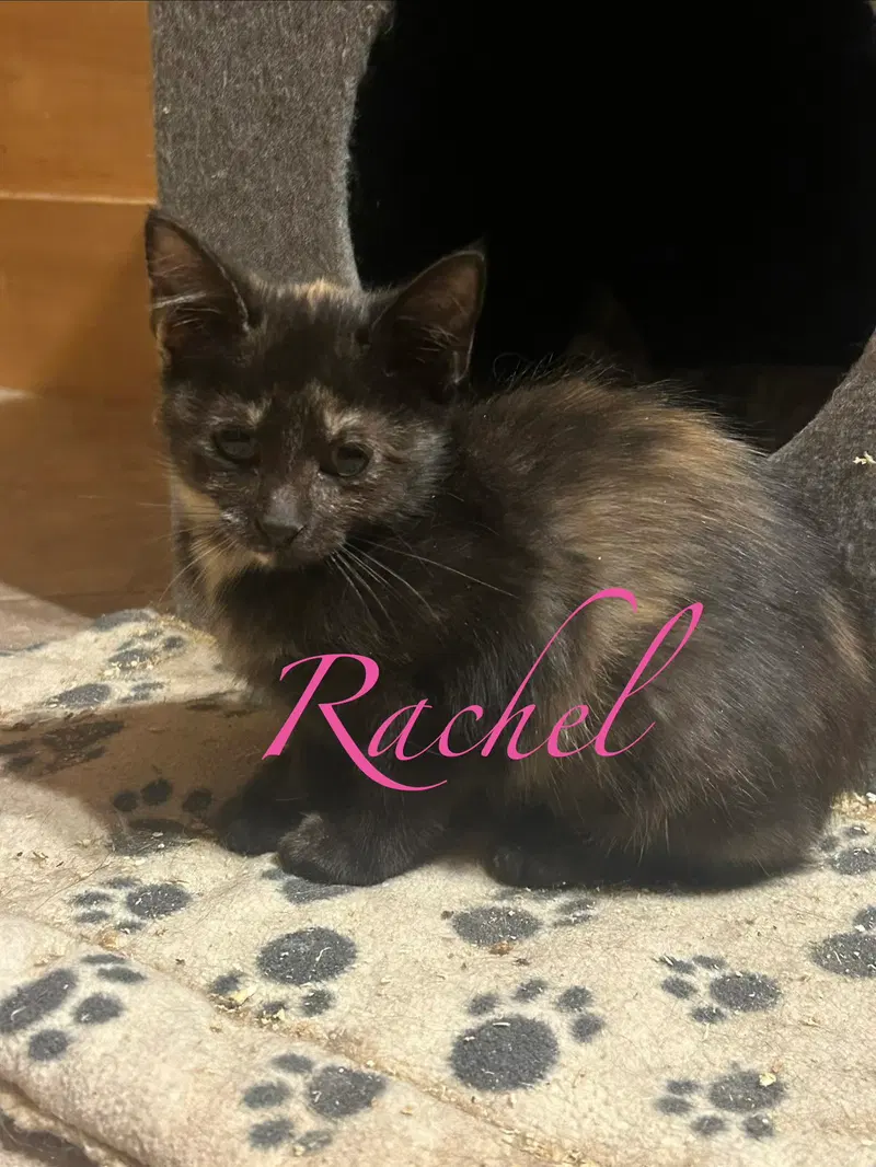 Rachel, a female cat up for adoption