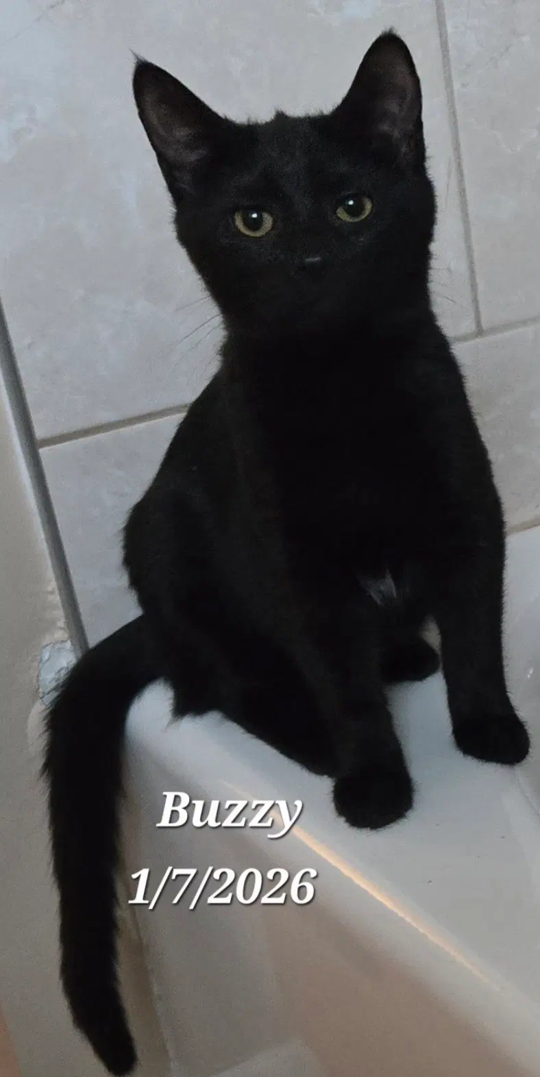 Buzzy, a young female cat up for adoption