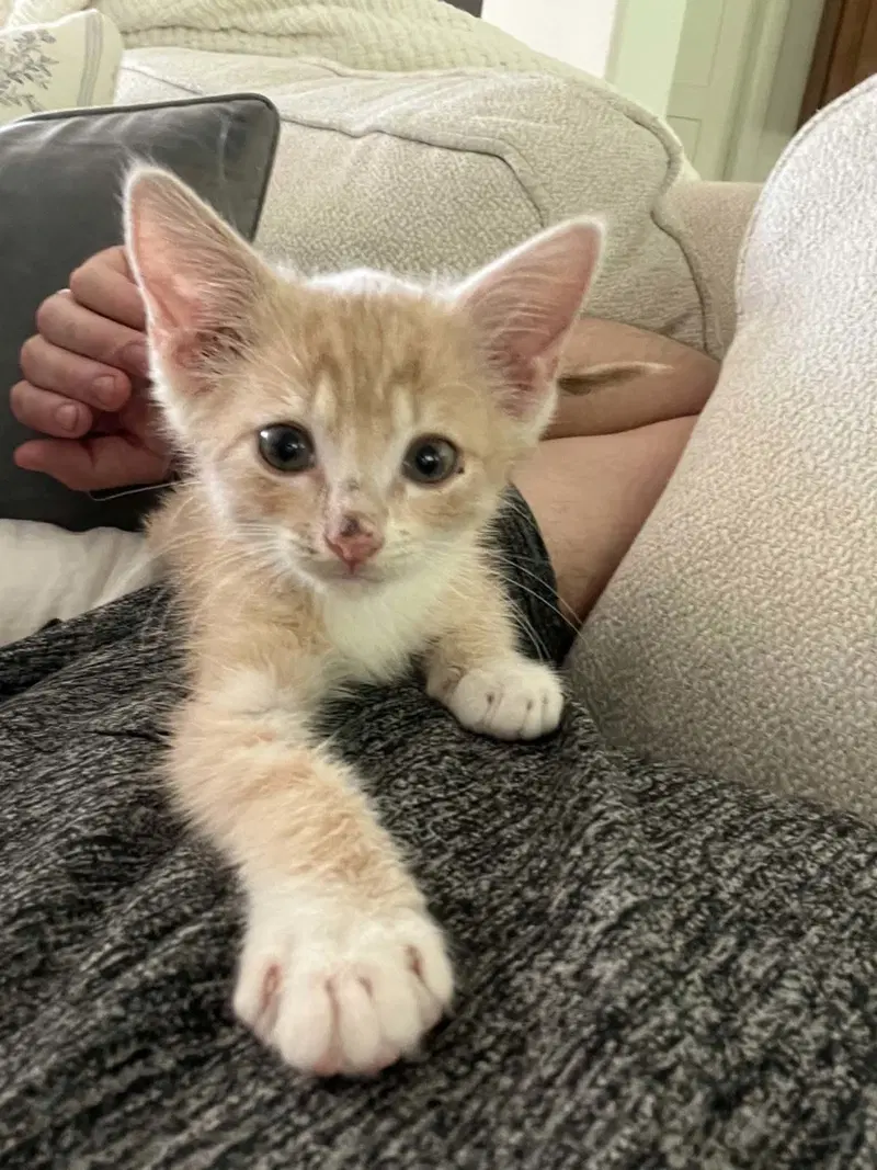 Romeo, a male kitten up for adoption