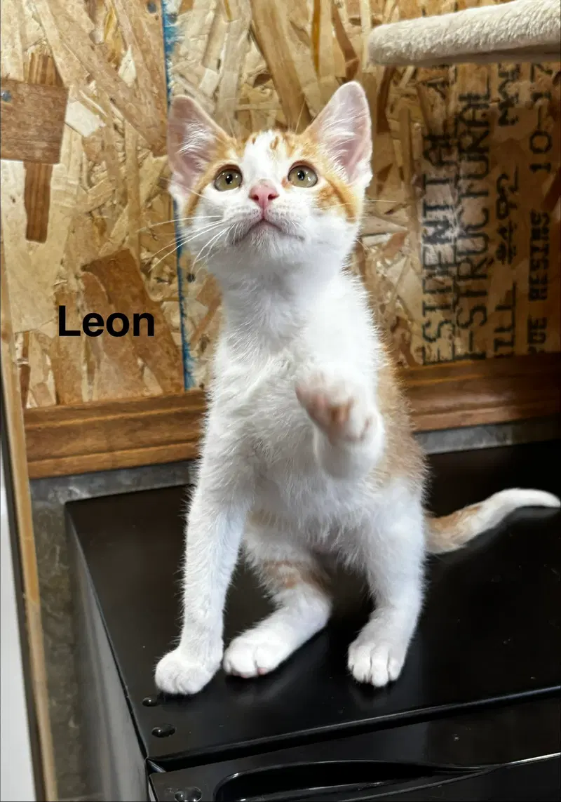 Leon, photo 2
