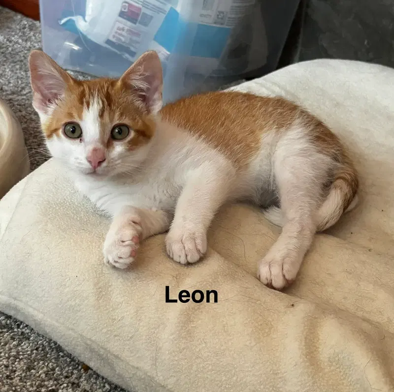 Leon, photo 3