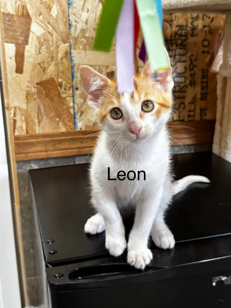 Leon, photo 4
