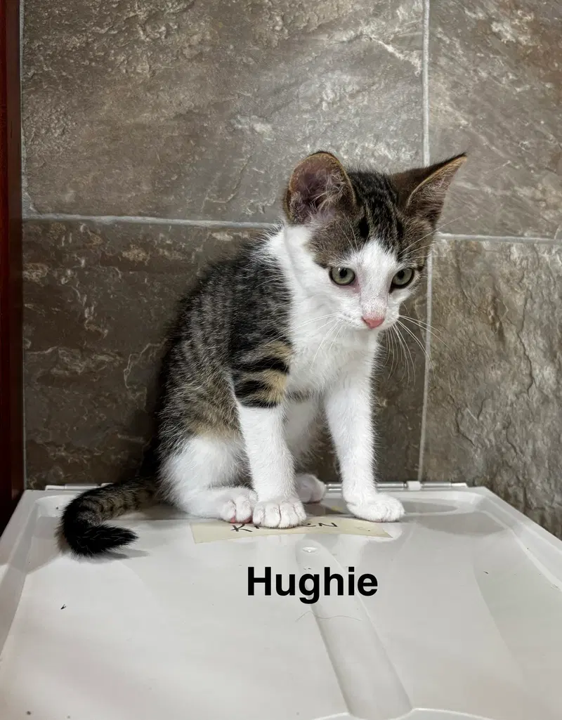 Hughie, photo 5