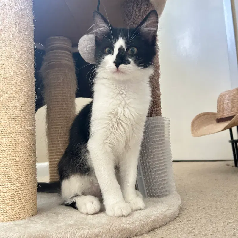 Blaze, an adult male cat up for adoption