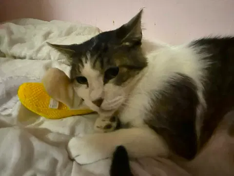 Watch the video of Tigger
