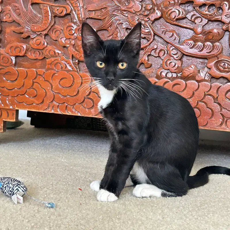 Luna, an adult male cat up for adoption