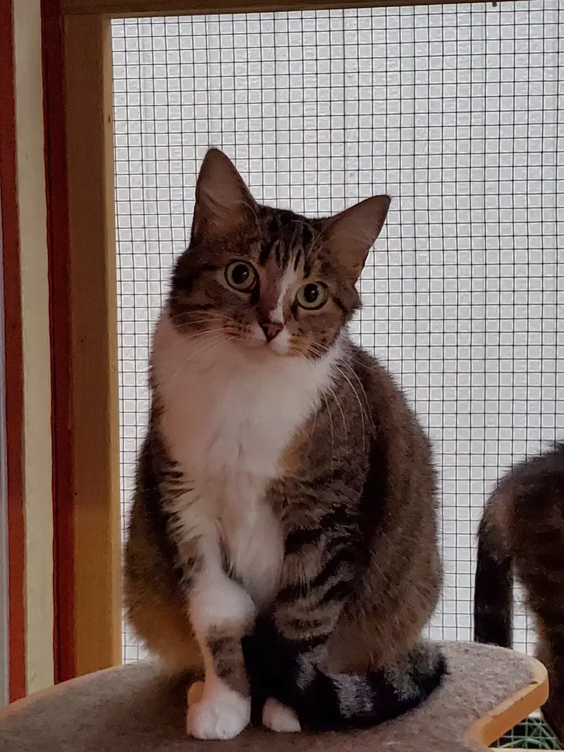 Pepper, photo 3