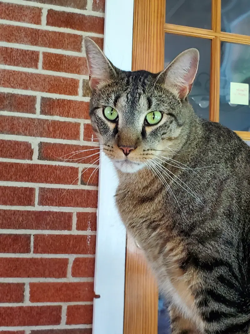 Pez, an adult male cat up for adoption