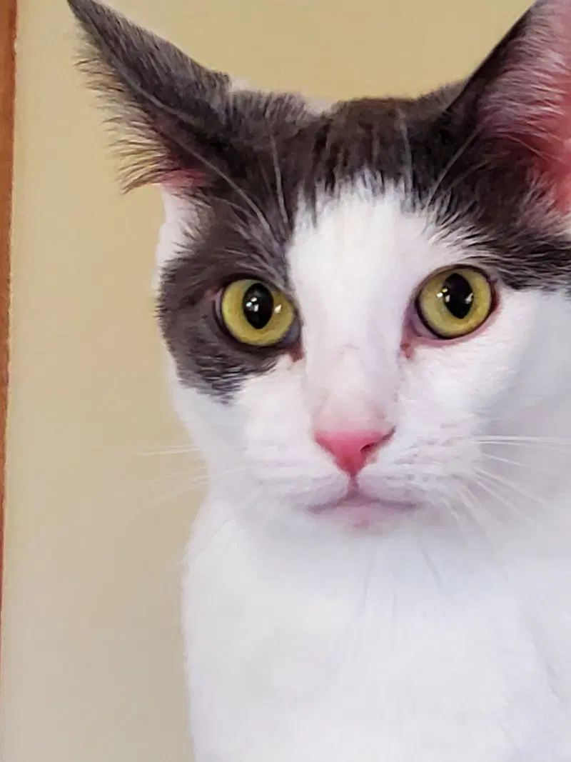 Presley, an adult male cat up for adoption