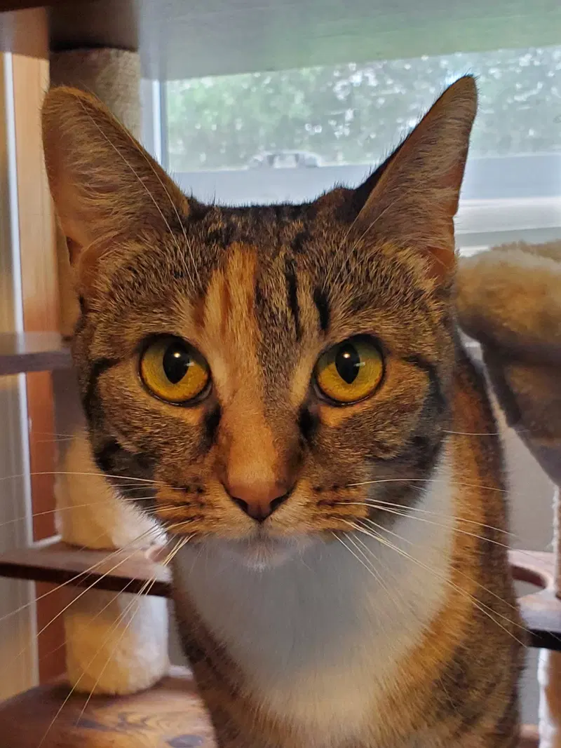 Zarina, an adult female cat up for adoption