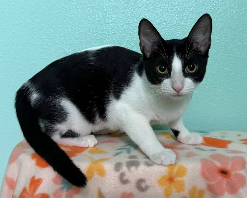 Sprite, a female kitten up for adoption