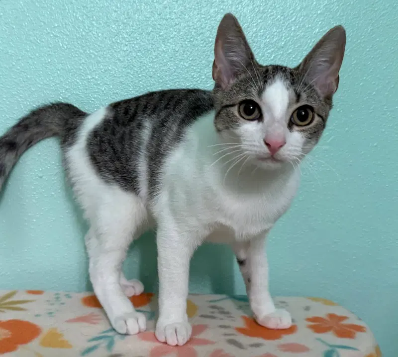 Echo, a female kitten up for adoption
