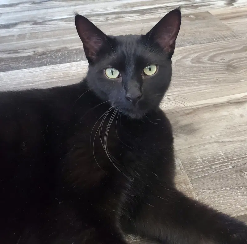 Ziggy, an adult male cat up for adoption