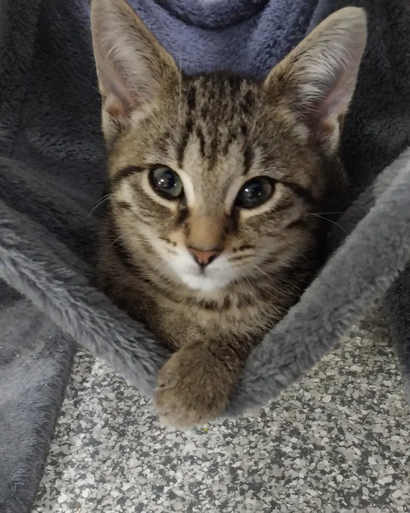 Lyric IN FOSTER, a young female cat up for adoption