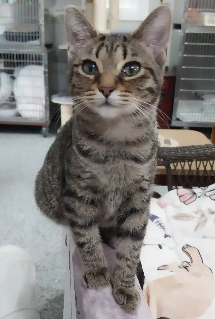 Lyric IN FOSTER, photo 2