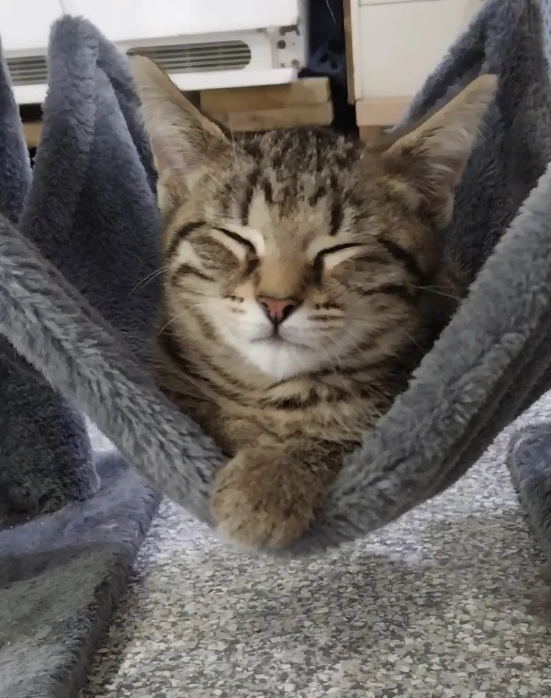 Lyric IN FOSTER, photo 3