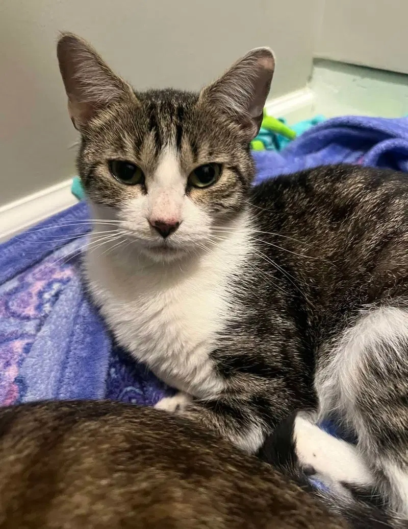 Ivy, an adult female cat up for adoption