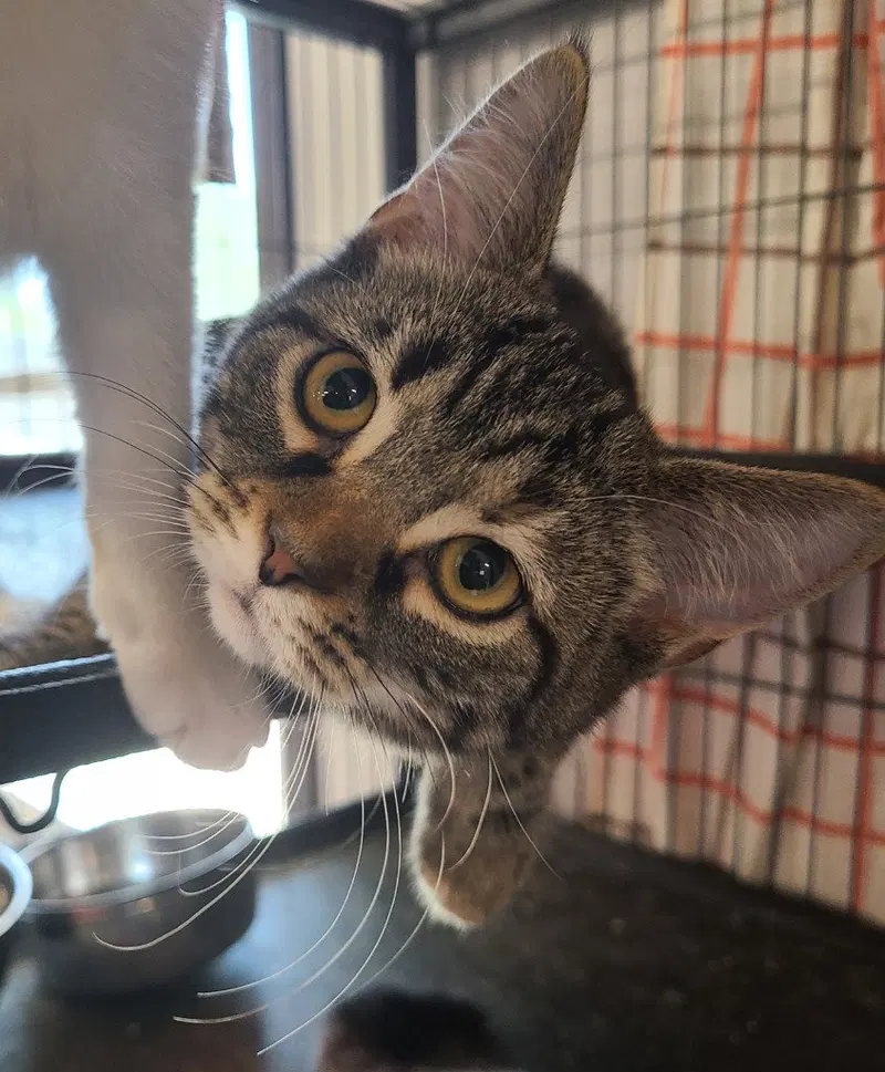 Brynne, a female kitten up for adoption
