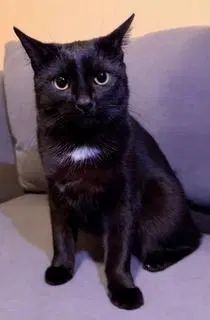 Purple Haze, an adult female cat up for adoption